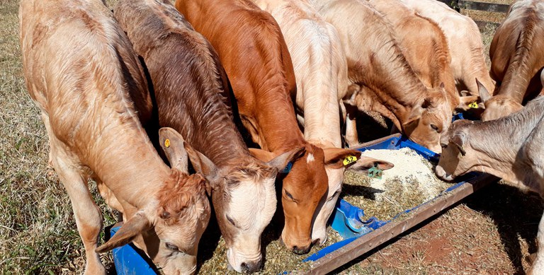 A imagem mostra alguns bezerros sendo alimentados na área destinada à produção animal do Campus Lagoa do Sino