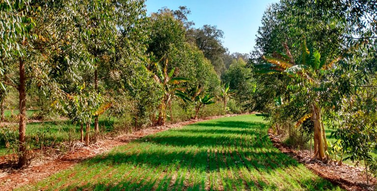 A imagem mostra as linhas e entrelinhas do sistema agroflorestal do Campus Lagoa do Sino