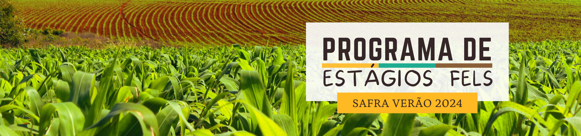 Programa de estágio - safra verão 2024